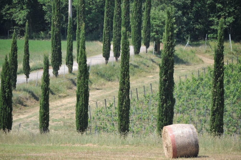 Tenuta Casabianca Murlo Ngoại thất bức ảnh